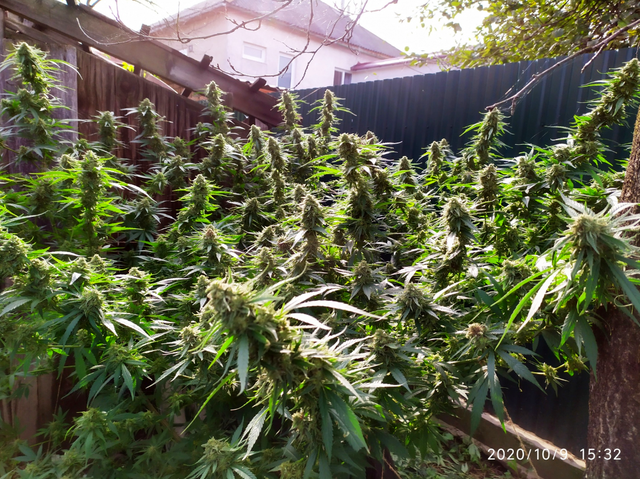 Amnesia Fast