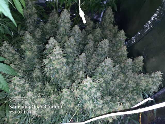 Auto_Opium от Divine Seeds на 72дне от каски