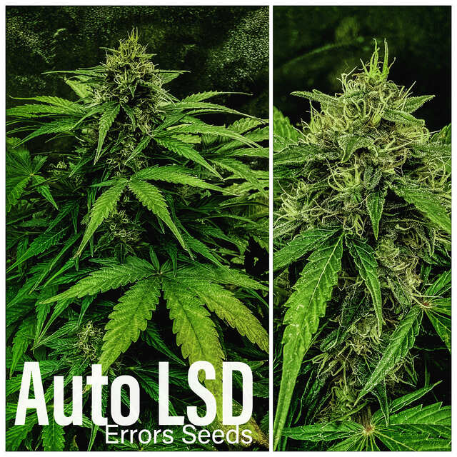 Auto LSD (ES)