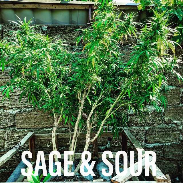 Sage & Sour