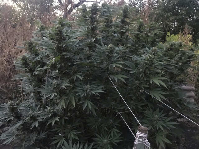 Og kush