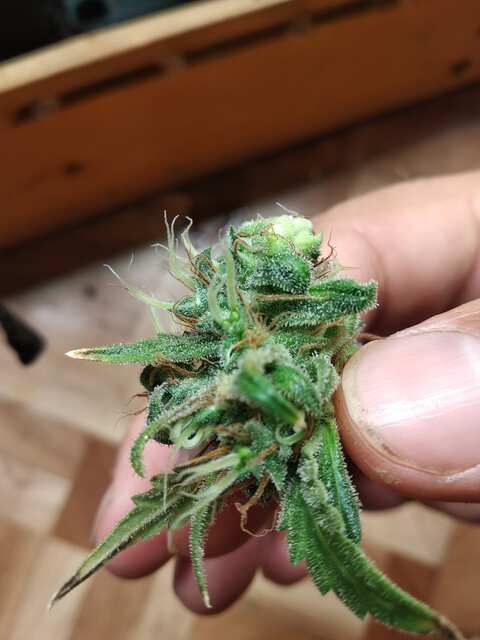 NNR #1 соцветие