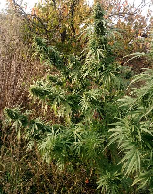 Флеш от Чероки