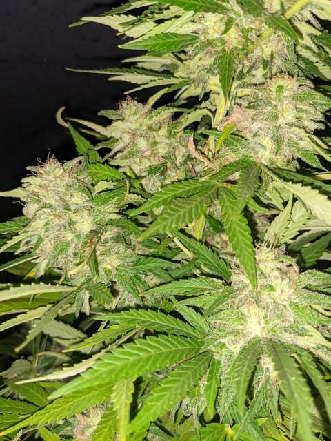 Vision seeds ak 49