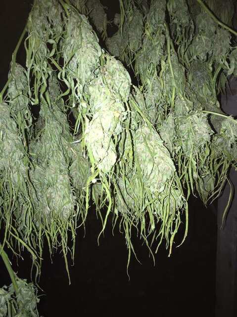 Original Skunk Fast