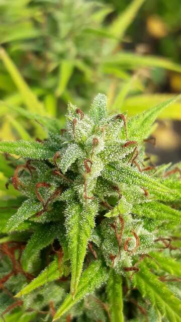Uncle Fester EFV  foto fem.GreenOM