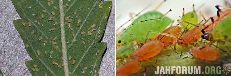 aphids-on-cannabis-leaves-with-larvae-sm-tile.jpg.df049f1e576d51f7577ad55d2b7140b0.jpg