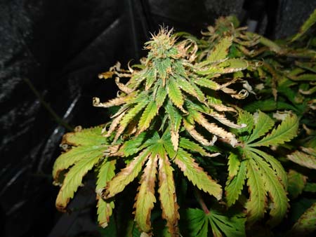 cannabis-heat-stress-light-burn-bleaching-plus-spots-on-leaves-symptoms-sm.jpg.8959bdb90507d85360c13cc4bdfb1f55.jpg