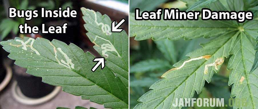 cannabis-leaf-miner-damage-sm-tile.jpg.f97916d2861b15402b2699fdd9313599.jpg