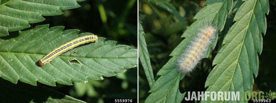 caterpillar-damage-cannabis-leaf-by-whitney-cranshaw-450x338-tile.jpg.8d634ec93b7b3288b50886739f2a0736.jpg