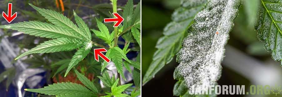 marijuana-powdery-white-mildew-bad-leaf-sm-tile.jpg.69d3fae9123da48b69592448a2b6af2d.jpg