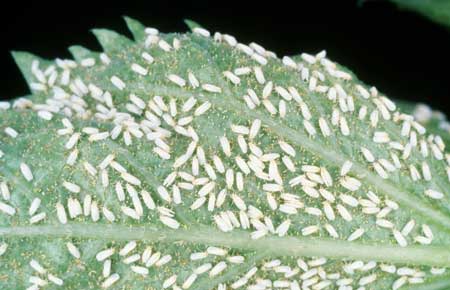 marijuana-white-fly-infestation-sm.jpg.259add2cee2e9f27fedf3dc2f6bed9ab.jpg