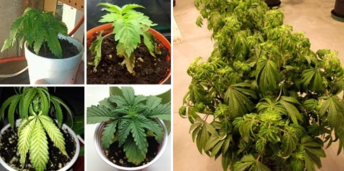 over-watered-marijuana-plant-sm-tile-tile.jpg.2cd84a488aa7c780dbc1a22bf7ec7f71.jpg