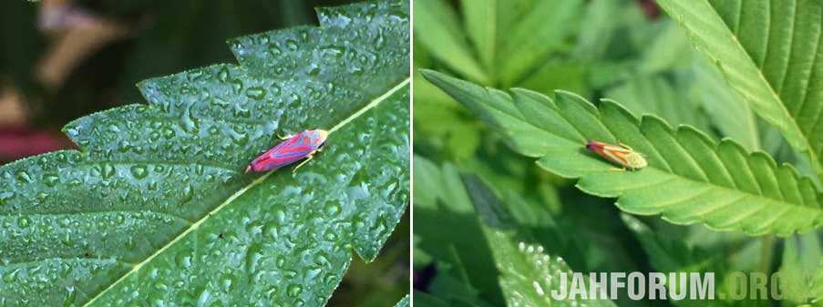 picture-of-leafhopper-bug-on-marijuana-leaf-sm-tile.jpg.ec0c709b9d422e5e48359603606b74cd.jpg