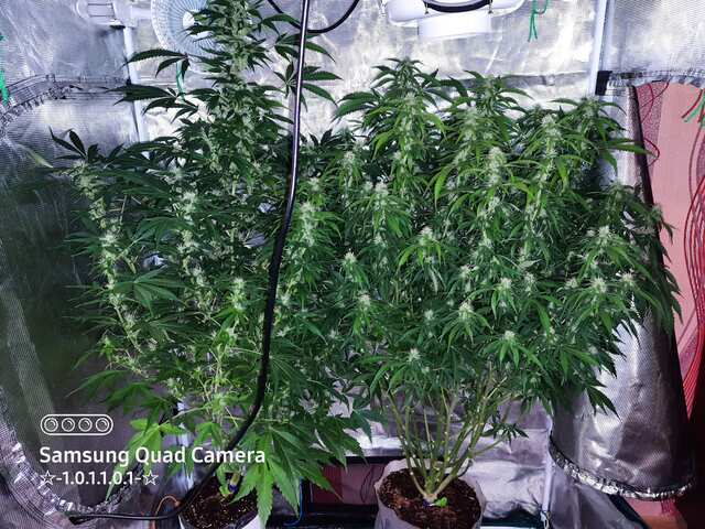 Аuto_fem_??? and Auto_white_widow