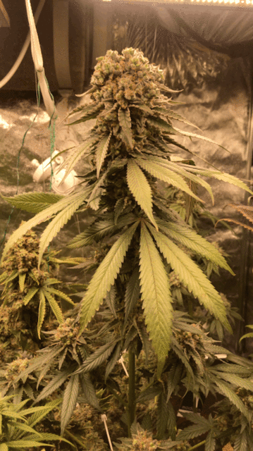 Blue Forest & Purple Punch