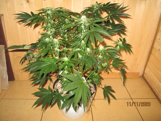 Banner47...SТAFF THC seeds