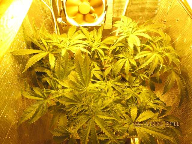 Amherst Soul Diesel...Humboldt Seeds...предцвет