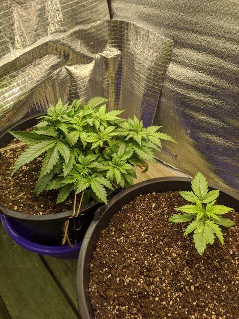 Auto ak47 Carpathian seeds