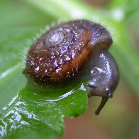 snail-eating-a-cannabis-leaf-sm.jpg.cd33871a099c35e37a632bfa4145e5e7.jpg