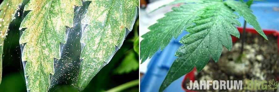 spider-mite-marijuana-webbing-leaf-sm-tile.jpg.e9084beb1c0426610c8b5e8c5764bc90.jpg