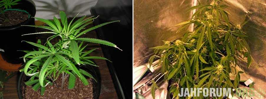 underwatered-cannabis-plant-curling-leaves-burned-tips2-sm-tile.jpg.3626db08f6816b3f0a702a7ed25fc605.jpg