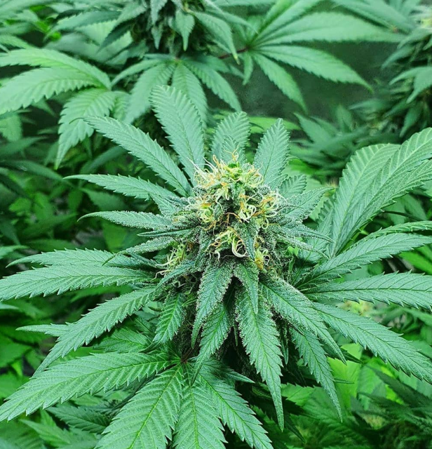 White Widow Auto