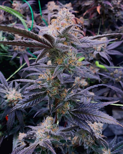 Critical Purple Kush.png