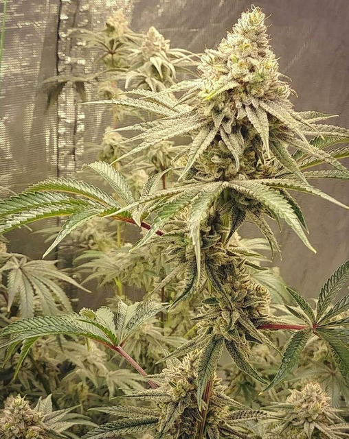 Peyote Gorilla