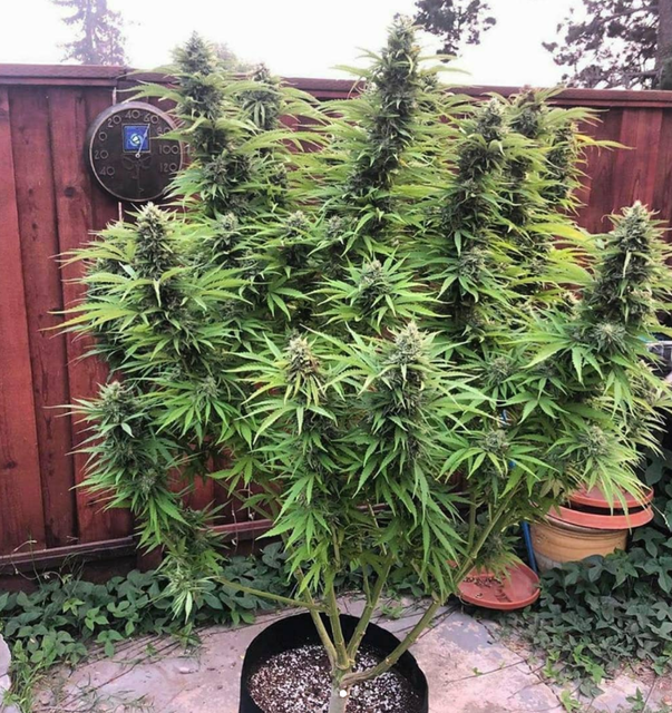 Jack Herer