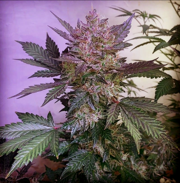 Blueberry Auto