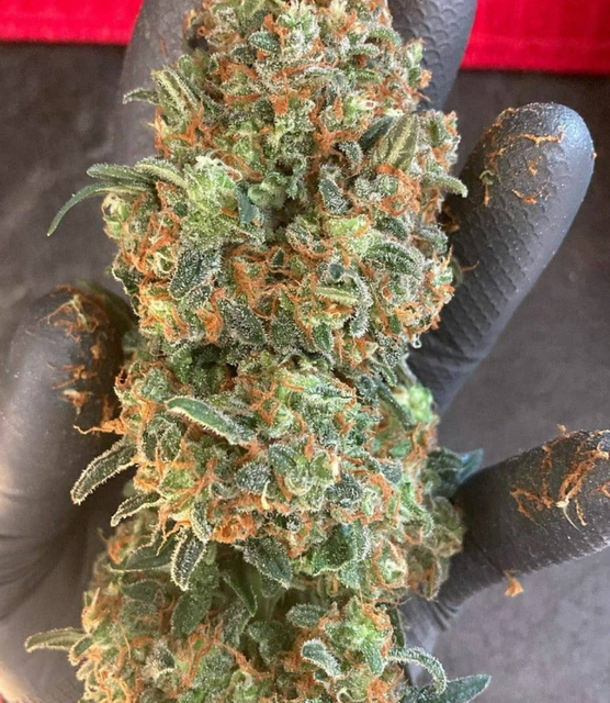 White Widow Auto