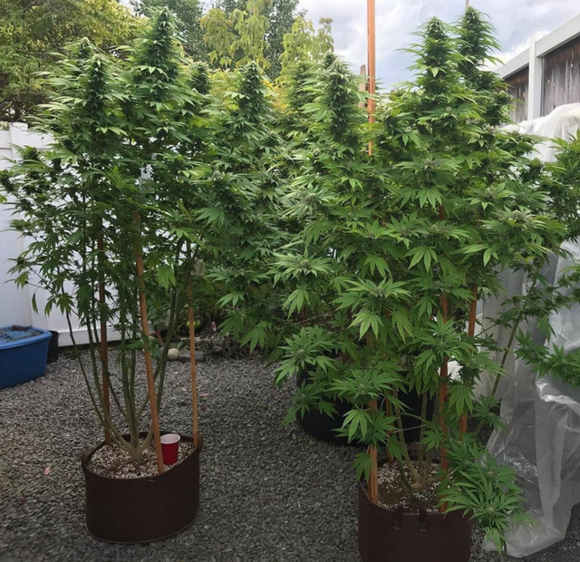 White Widow