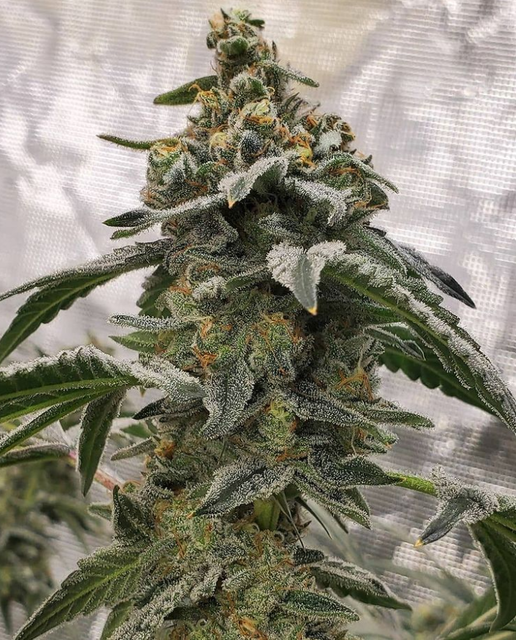 Peyote ZkittleZ