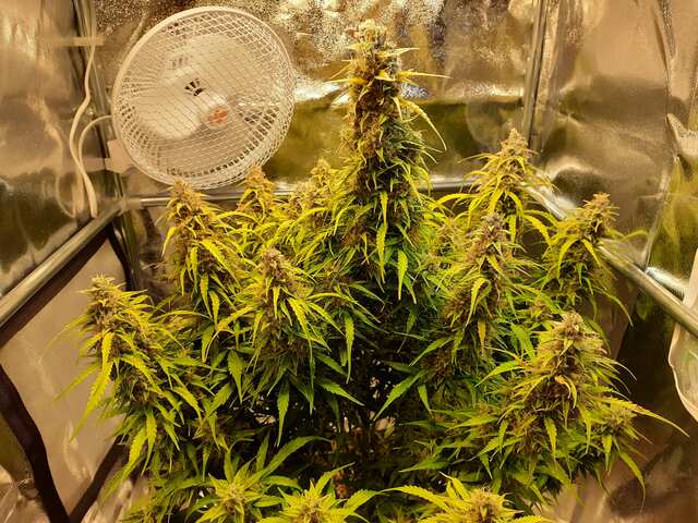 LSD gold auto fem. By error seeds