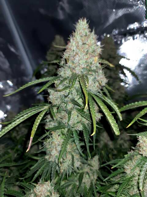 auto_white_widow