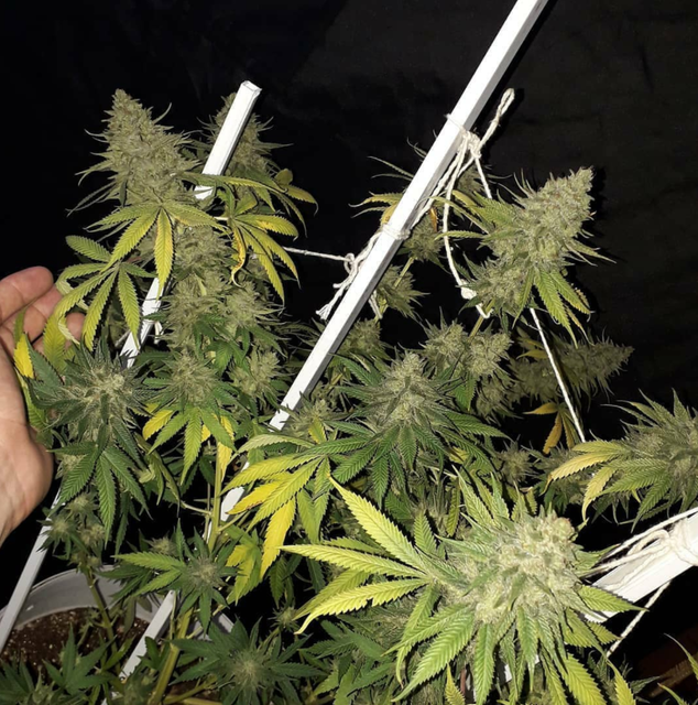 Strawberry Banana Grape