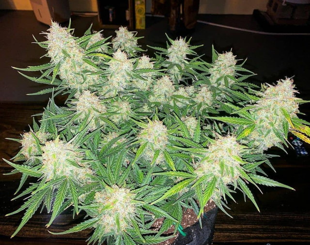 Gelat.OG Auto.png
