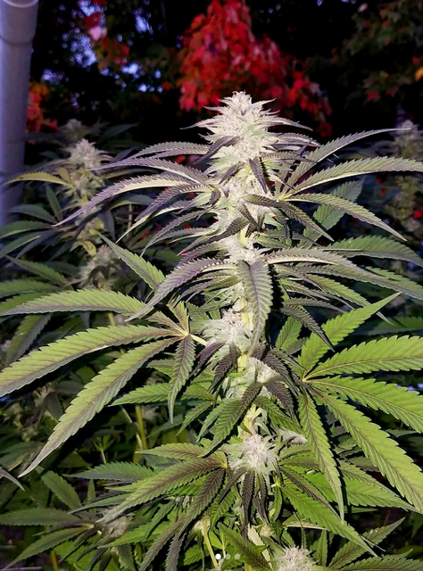 Blue Ice OG