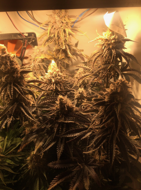 Alaskan Purple