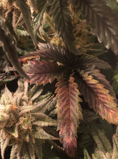 Alaskan Purple