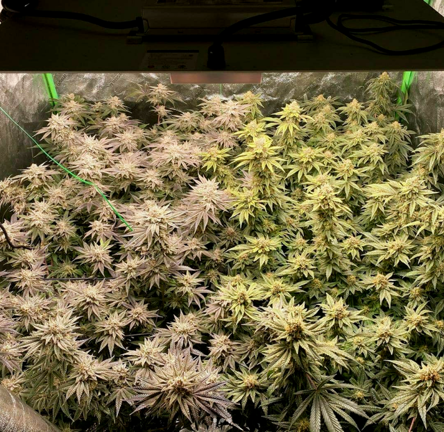 Peyote Gorilla-Wifi