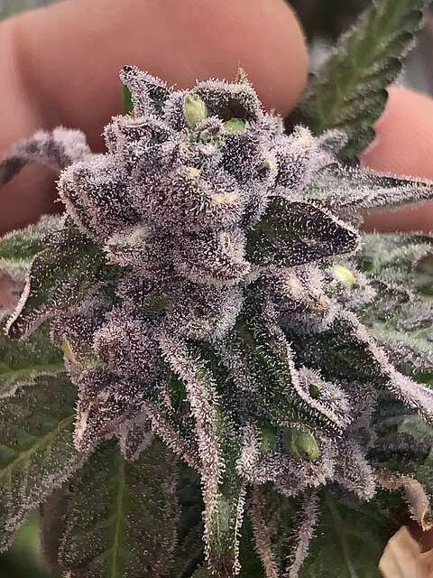 Purple Punch