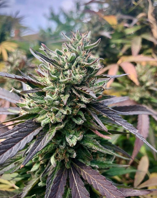 Doctor Seedsman CBD