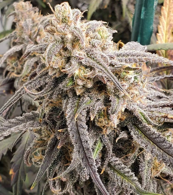 Critical Purple Kush