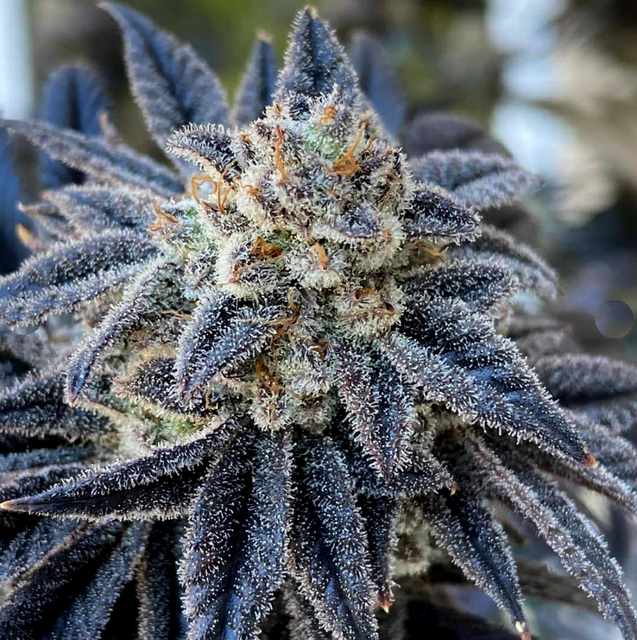 Alaskan Purple