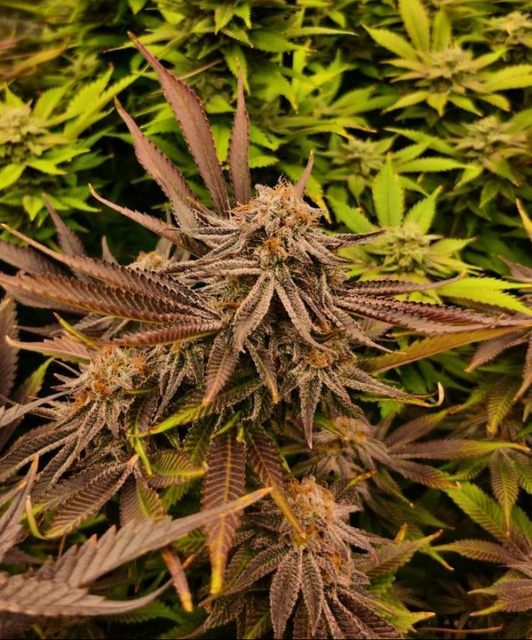 Alaskan Purple