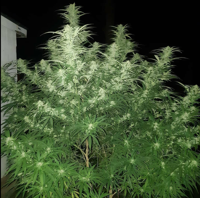 The White OG
