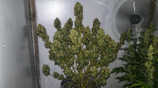 GreenOM_YodasFruits auto fem.jpg