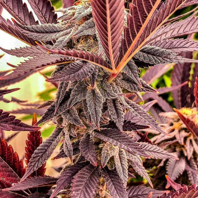 Alaskan Purple